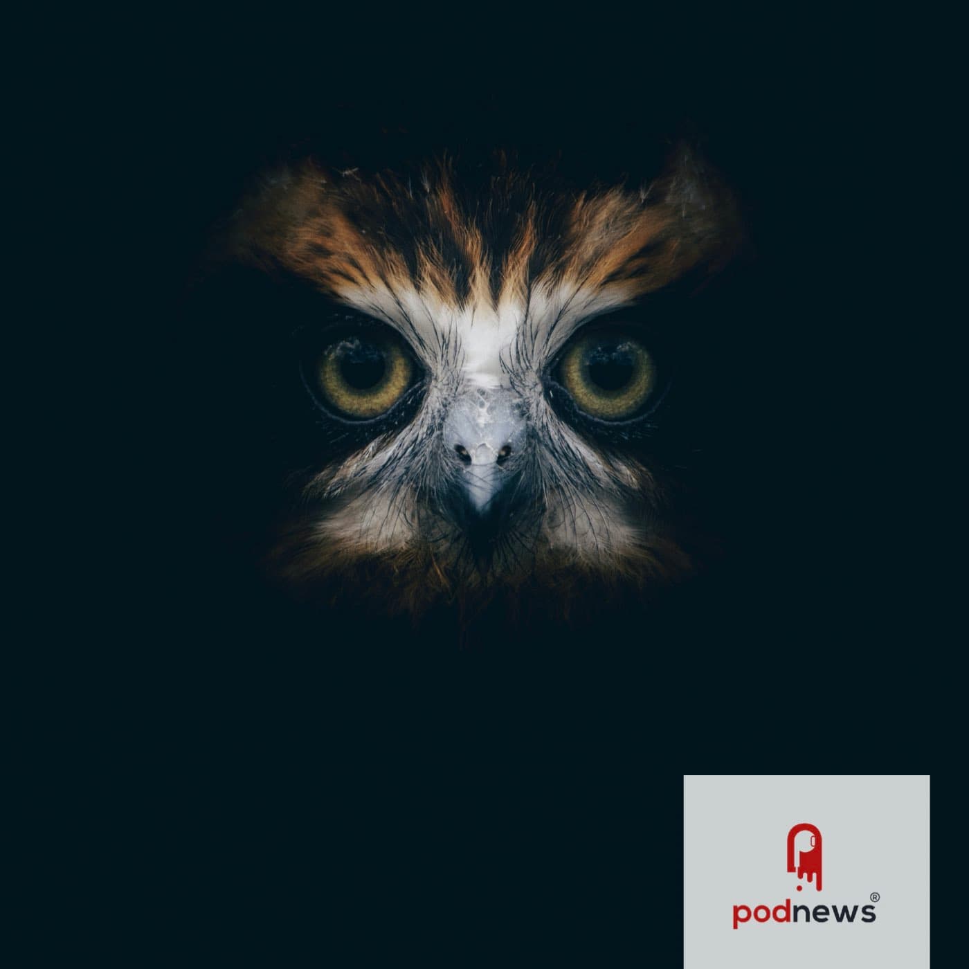 Amazon cuts Wondery: 110 jobs to go