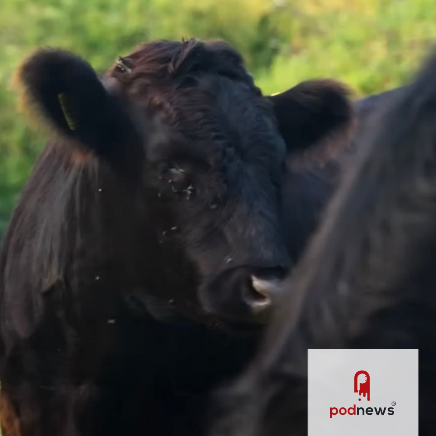 No bull: Lower Street launches video production service